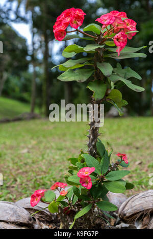 Sainte-lucie. Euphorbia milii (couronne d'épines, le Christ, le Christ de l'usine thorn) sur le Morne Courbaril Plantation. Banque D'Images