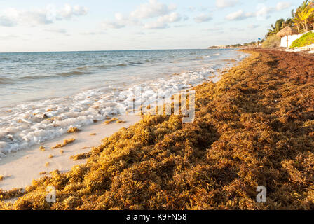 Échoués Sargassum seaweed couvre une plage des Caraïbes près de Cancun, au Mexique. Banque D'Images