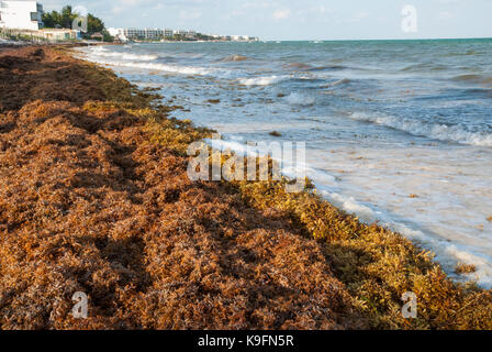 Échoués Sargassum seaweed couvre une plage des Caraïbes près de Cancun, au Mexique. Banque D'Images