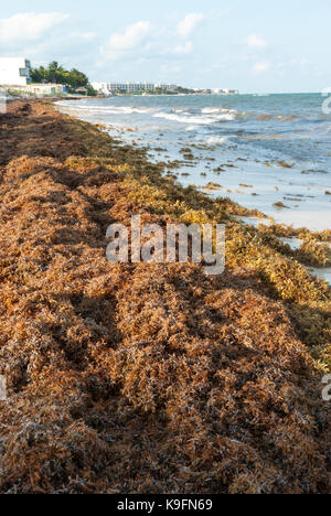 Échoués Sargassum seaweed couvre une plage des Caraïbes près de Cancun, au Mexique. Banque D'Images