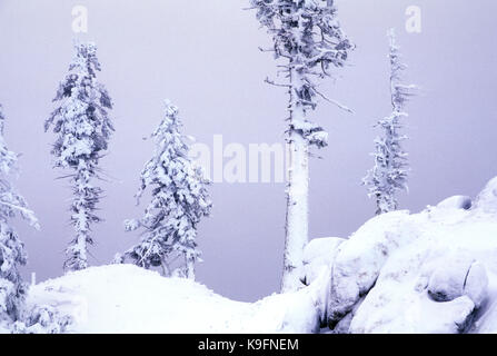 Forêt d'hiver près de Mt Ashland, Rogue River National Forest, Virginia Banque D'Images