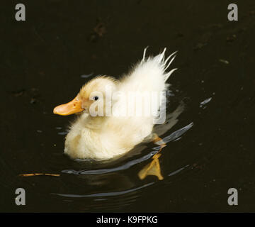 Dunham Massey, Altrincham, Cheshire Banque D'Images