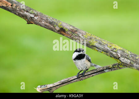 Vadnais Heights, Minnesota. mésange à tête noire, Poecile atricapillus Mésange juvénile jeunes. Perché sur une branche dans l'été. Banque D'Images