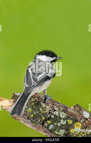 Vadnais Heights, Minnesota. mésange à tête noire, Poecile atricapillus Mésange juvénile jeunes. Perché sur une branche dans l'été. Banque D'Images