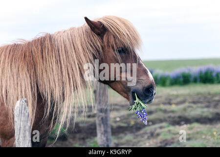 Portrait de cheval islandais Banque D'Images