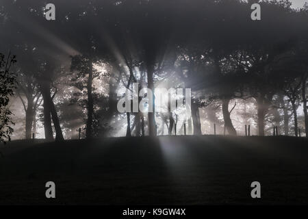 Soleil brillant à travers une forêt en un jour brumeux Banque D'Images