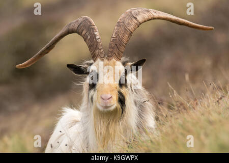 La chèvre de montagne sauvages mâles sur la tête avec de grandes cornes sur la tête. de long-haired Billy Goat brean down à Somerset, dans le cadre d'un troupeau sauvage Banque D'Images