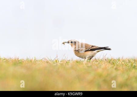 Visiteur d'été en Grande-Bretagne dans la famille des Turdidae, l'alimentation sur la côte du Somerset avant de voler vers le sud pour l'hiver Banque D'Images