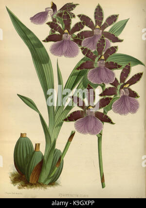 Cette illustration de 1883 tirée de *The Orchid album* par R. Warner et B.S. Williams représente une plaque détaillée d'une espèce d'orchidée, mettant en valeur la beauté botanique et la diversité des orchidées. Banque D'Images