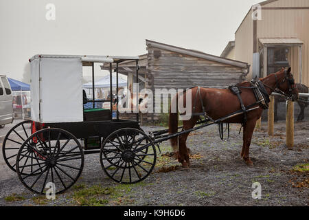 Nebraska blanc buggies amish à l'adjudication hebdomadaire à Belleville, Big Valley, New York. l'Ohio amish sont parmi les plus strictes de amish de sectes. Banque D'Images