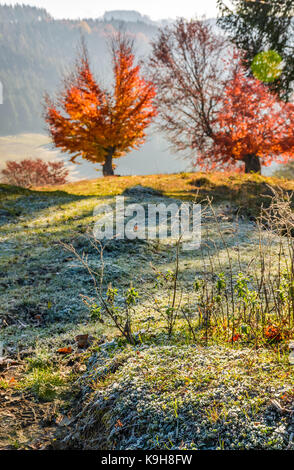 Arbre à feuilles rouges sur fond flou de colline avec herbe gelée à l'avant. beaux paysages de campagne en automne brumeux matin Banque D'Images