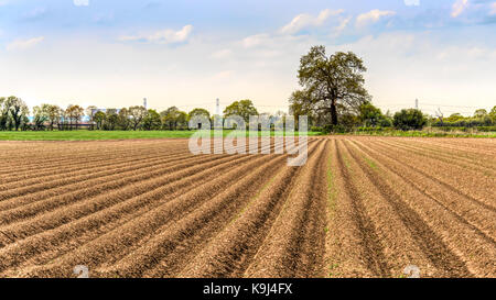 Royaume-uni l'été vue paysage de champ d'un agriculteur, qui vient d'être labouré à bas les lignes vers un arbre éloigné Banque D'Images