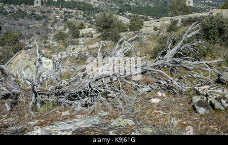 Mort et tombé arbre genévrier (Juniperus oxycedrus) dans la Cabrera, guadarrama, Madrid, Espagne Banque D'Images
