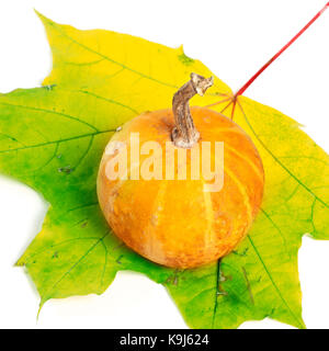 Citrouille décorative multicolore sur la feuille d'érable isolé sur fond blanc Banque D'Images