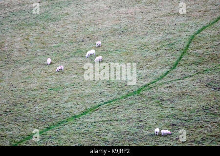 Le Nord du Pays de Galles, 23 septembre 2017 Météo France. Une légère pour commencer la journée sur de nombreuses régions avec une forte rosée augmentant plus de nuages ce matin Flintshire rural près du village de Rhes-y-cae comme ces moutons découvert et d'autre de leurs moutons voie © DGDImages/Alamy Live News Banque D'Images