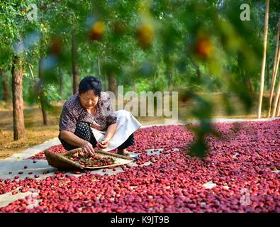 La Chine, la province de Shandong. 29Th sep 2017. un villageois sèche fruits jujube longhu au village de shanting district à zaozhuang city, shandong province de Chine orientale, sept. 23, 2017. crédit : liu mingxiang/Xinhua/Alamy live news Banque D'Images