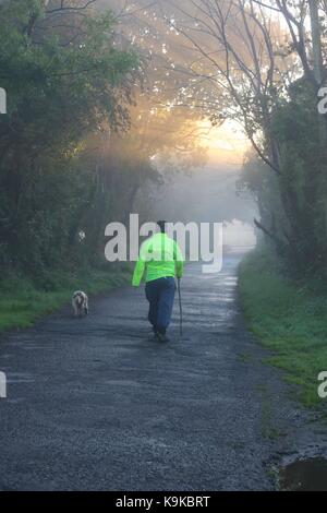 Un marcheur dans une veste fluorescente promenait son chien vers le bas une route tranquille comme le soleil brise les arbres sur un matin brumeux Banque D'Images