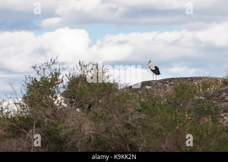 Une cigogne perché sur un gros rocher dans le domaine avec un beau fonds de nuages blancs dans le ciel au Monument naturel de los Barruecos, Espagne. Banque D'Images