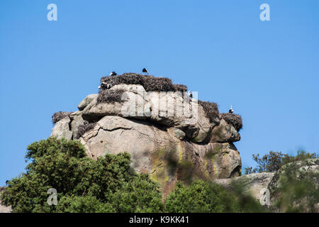 Nids de cigognes sur le dessus d'un ensemble de roches dans l'Barruecos, Arroyo de la Luz, Cadiz, Espagne. Banque D'Images