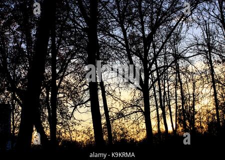 Coucher du soleil à heure d'or dans un jardin de Aranjuez, Madrid, Espagne. Banque D'Images