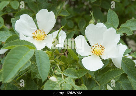 Chien blanc roses Banque D'Images