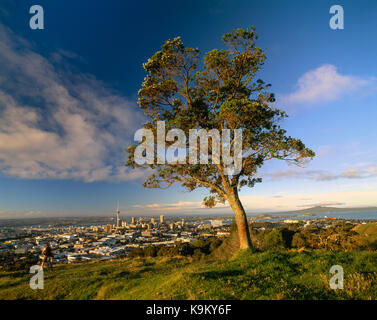 La Nouvelle-Zélande. auckland. Vue de haut de la ville sur le mont Eden avec l'arbre. Banque D'Images