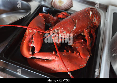 Homard fraîchement cuit sur plaque de cuisson pour l'extérieur tourné en Norvège. Copiez l'espace. Banque D'Images