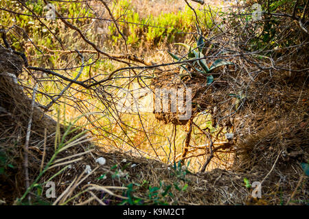 L'usine de vera d'aloès est de plus en plus dans son habitat naturel, l'environnement avec terrain extrême. Banque D'Images