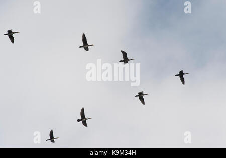 Troupeau de Grand Cormoran (Phalacrocorax carbo), un vol en formation en v, Largs, Northumberland, britannique, UK Banque D'Images