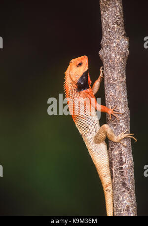 Jardin oriental mâle Lézard,Jardin de l'Est ou modifiables, lézard Calotes versicolor)(affichage,reproduction,Parc national de Keoladeo Ghana, Inde Banque D'Images