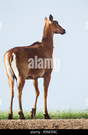 Femme boselaphus tragocamelus nilgai,(), parc national de Keoladeo ghana, bharatpur, Rajasthan, Inde Banque D'Images