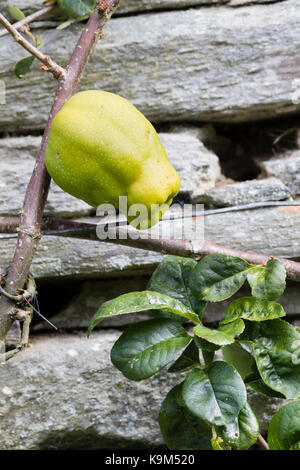 Fruits comestibles en forme de poire, de coing, les Japonais Chaenomeles speciosa 'Knap Hill Radiance' Banque D'Images