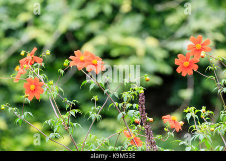 Seul orange rouge fleurs des espèces peu foliaged dahlia, Dahlia coccinea var. palmeri Banque D'Images