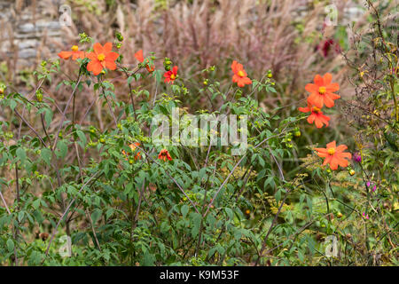 Seul orange rouge fleurs des espèces peu foliaged dahlia, Dahlia coccinea var. palmeri Banque D'Images