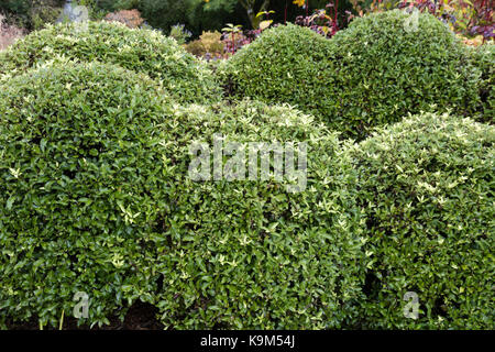 Des monticules de Compact feuillage persistant de l'arbuste Pittosporum tenuifolium hardy, 'Pom Pom' Banque D'Images