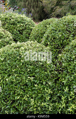 Des monticules de Compact feuillage persistant de l'arbuste Pittosporum tenuifolium hardy, 'Pom Pom' Banque D'Images