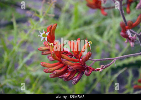 The Red Kangaroo Paw Flowers (Anigozanthos Rufus) « Bush Endeavour » de l'Australie cultivé à l'Eden Project, Cornwall, Angleterre, Royaume-Uni. Banque D'Images