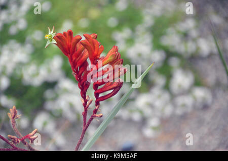 The Red Kangaroo Paw Flowers (Anigozanthos Rufus) « Bush Endeavour » de l'Australie cultivé à l'Eden Project, Cornwall, Angleterre, Royaume-Uni. Banque D'Images