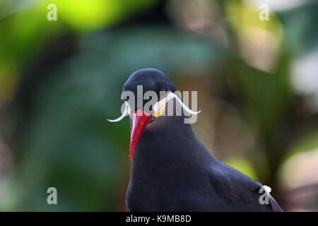 Un close up head shot d'une sterne Inca oiseau originaire pour le Pérou et le Chili avec un arrière-plan coloré naturel. Banque D'Images