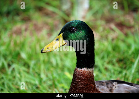 Un gros plan sur une tête de canard colvert mâle dans l'herbe. Banque D'Images