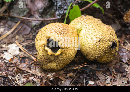 Eartball unedible champignons communs gros plan Banque D'Images