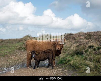 Highland Vache et son veau, Exmoor sur Banque D'Images