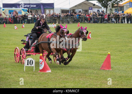 Faisceau double se précipitent au volant. Courir la conduite dans l'arène principale au Royal County of Berkshire show, Newbury. UK Banque D'Images