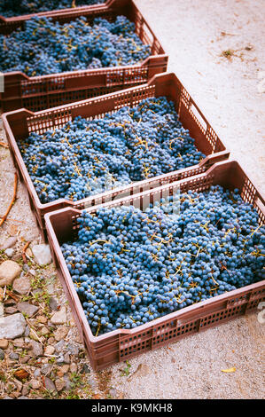 Boîtes de raisins rouges fraîchement récolté, en petit vignoble au chili Banque D'Images