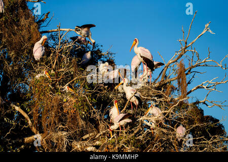 Un groupe de cigognes à bec jaune Mycteria ibis nicher dans de grands arbres sur une rivière Banque D'Images