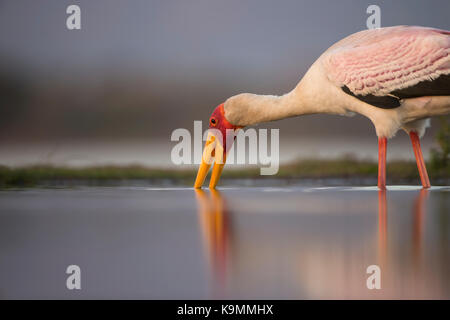 Yellow-billed stork Mycteria ibis fermer par boire au niveau de l'oeil Banque D'Images