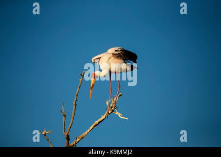 Yellow-billed stork Mycteria ibis perchée sur une branche surplombant l'eau Banque D'Images