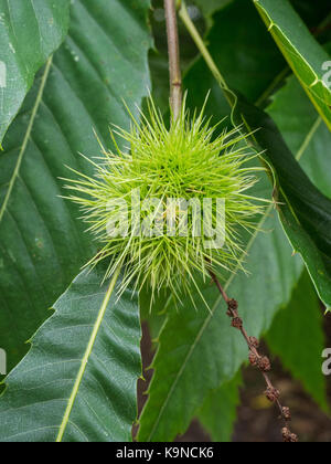 Gros plan du fruit mûr semi de Castanea sativa - châtaignier Banque D'Images