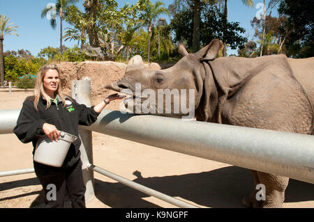 Gardien de Zoo nourrir un rhinocéros au zoo de San Diego, Balboa Park, California, USA Banque D'Images