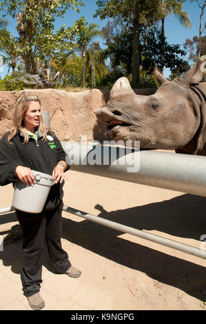 Gardien de Zoo nourrir un rhinocéros au zoo de San Diego, Balboa Park, California, USA Banque D'Images